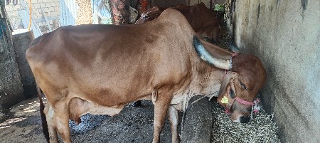 gir gay vechvani che sav soji