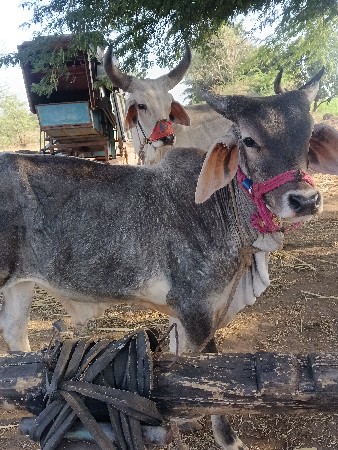 વાછડો વેચવાનો છે