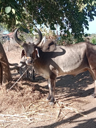 थंबनेल 3