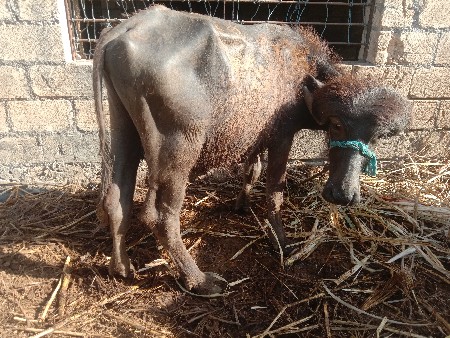 3 વષૅનો પાડો વેચવાનો છૈ