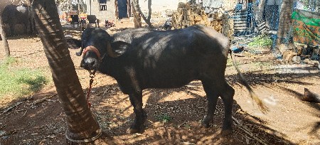 थंबनेल 3