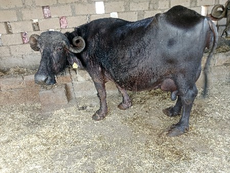 थंबनेल 3