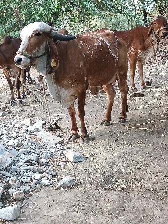 ગીર હોડકી વેચવાની છે