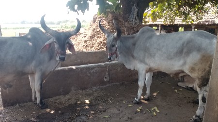 balad vechvana se vadhiyara