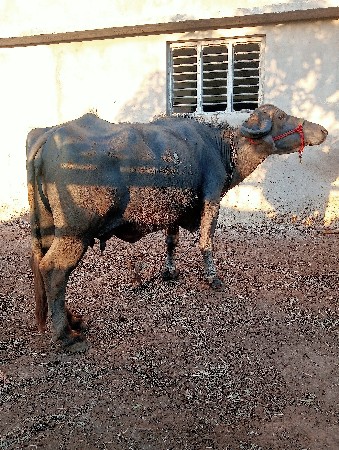 थंबनेल 2