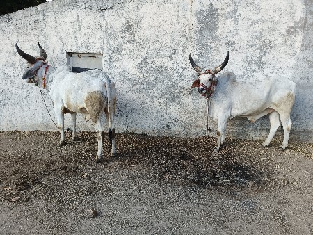 બળદ વેચવાના છે