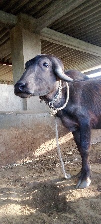 થંબનેલ 3