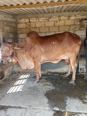 gir gai veshavani she