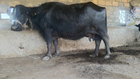 ભેસ વેચવા ની છે