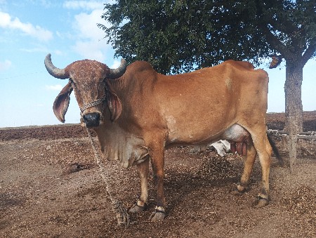 થંબનેલ 2