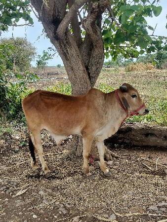 વેચવા નો છે
