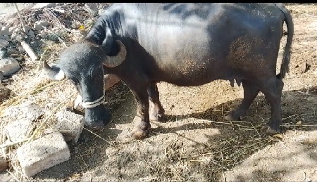 थंबनेल 3