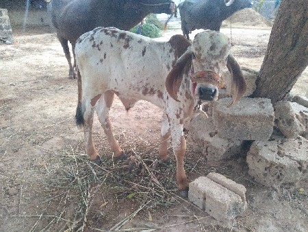 ગીર કાબરી ગાય વેચવાની છે.