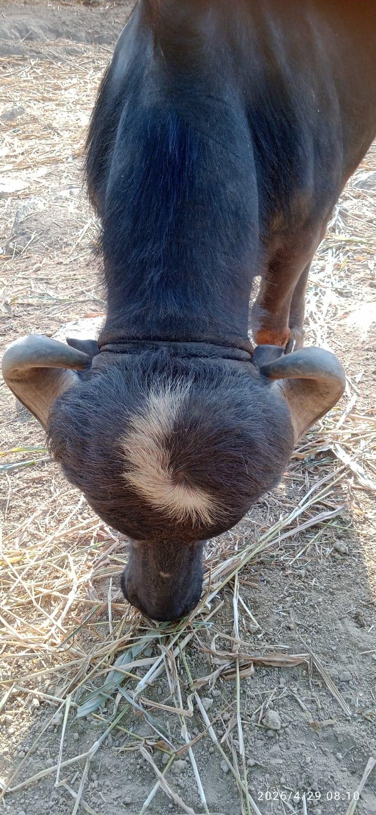 પાડો વેચવાનો છે