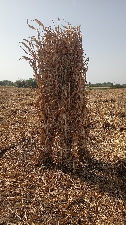 જુવાર ની નીરણ સૂકી વેચવા ની છે