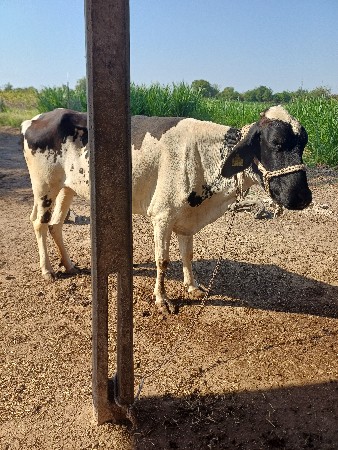 વેચવાની