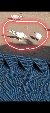 કબૂતર વેચવાના છે