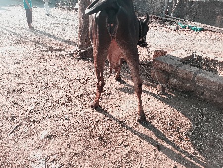 ગાય વેચવાની છે દસ દિવસની કાચી