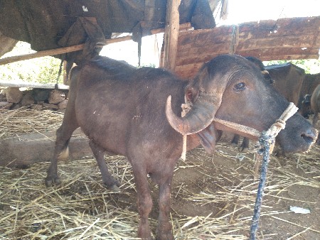 थंबनेल 3