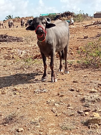 પેલુ વેતર ખડેલી