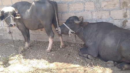 थंबनेल 3