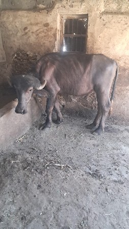 પાડો વેચવાનો છે