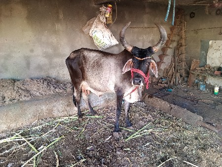 કાંકરેજ ગાય વેચવાની છે