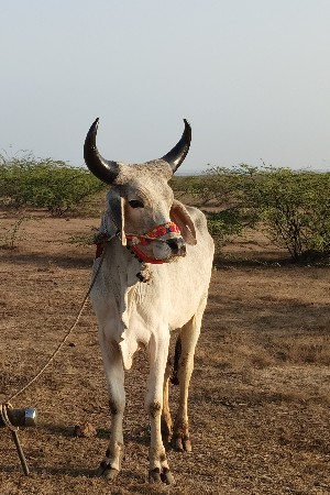 વેચવાનું છે