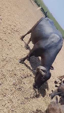 ભેંશ વેચવાની છે