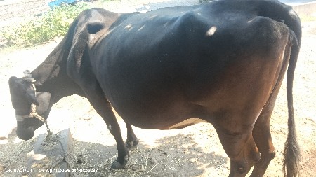 ગાય ગાભનિ સે 25 દીવશ વાર છે