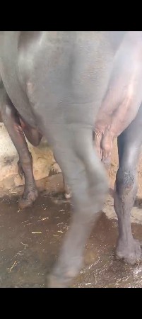 ભેંસ વેચવાની છે