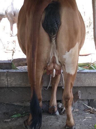 ગીર.પેલુવેતર.25.દીવચની.કાચી