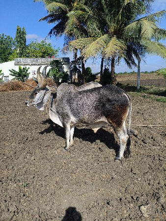 બળદ વેચવાના છે