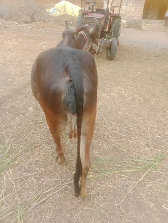 ગાય વેચવાની છે