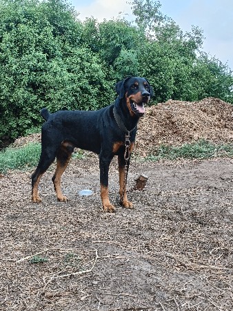 rottweiler dog