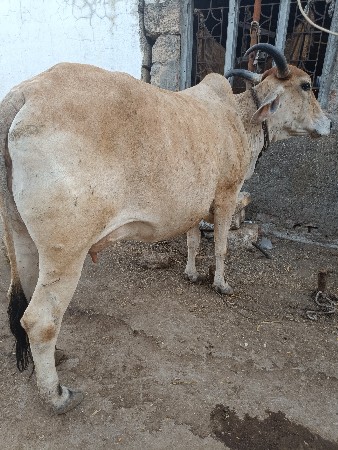 ભુરી ગાય વેચવાની છે 25 દિવસની