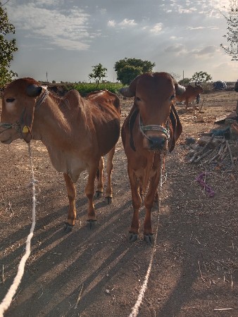 વેચવા‌ ના છે