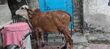 વેચવાની છે