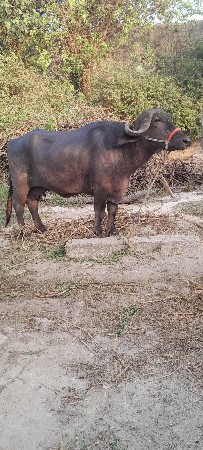 थंबनेल 2