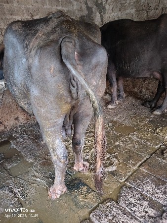 વેતર બીજું