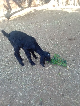 બોકડોવેશવાનોછે