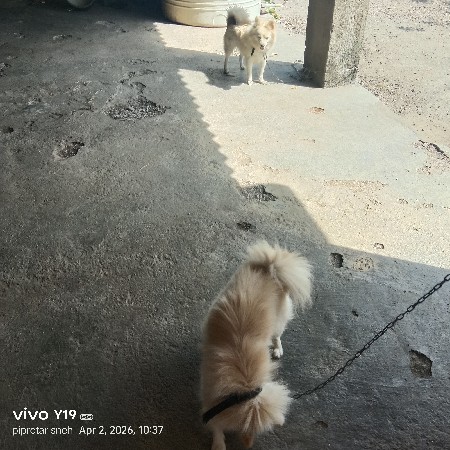 કુતરો અને કુતરી