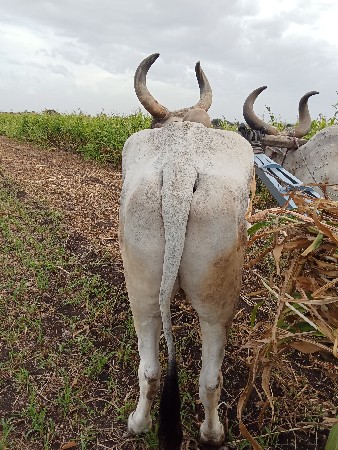 બળદ વેચવાનો છે
