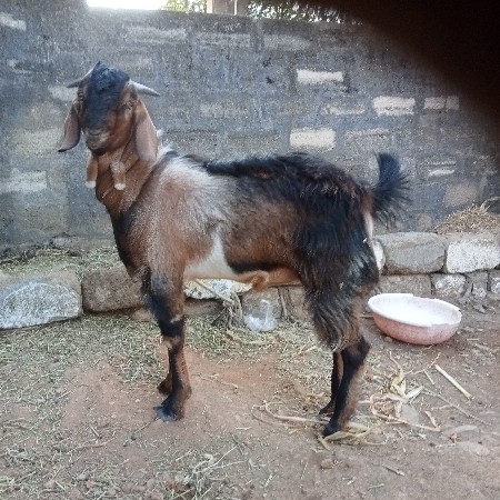 थंबनेल 2