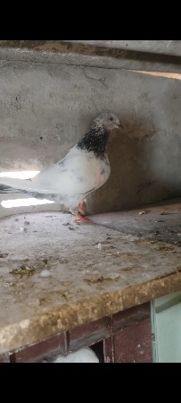 bajri female for sale