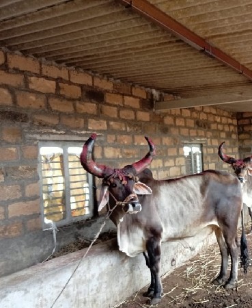 બળદ વેચવાનો છે