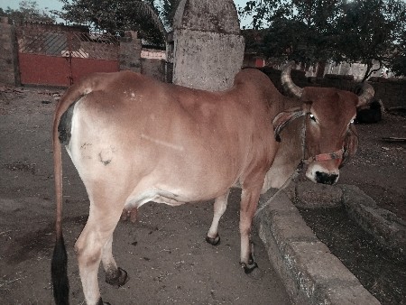 દેશી ગાય વેચવાની છે એક મહિનાની કાચી