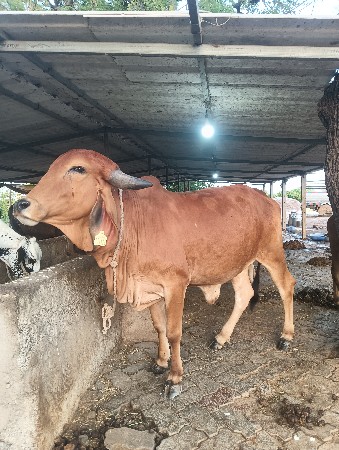 વેચવાની સે