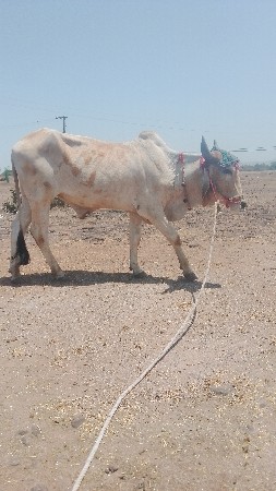 थंबनेल 3