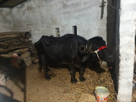 થંબનેલ 2